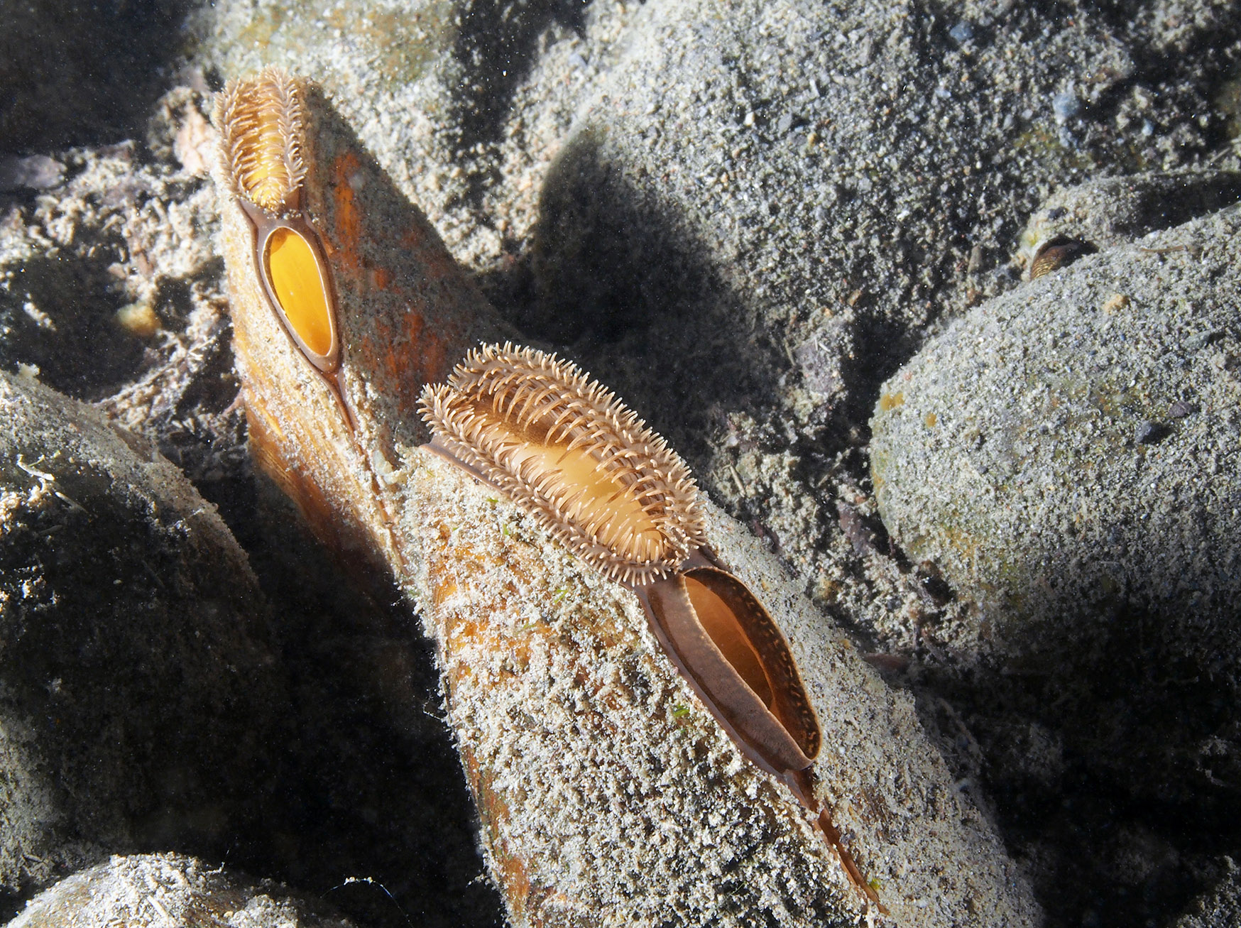 Close up view of freshwater mussels filtering water.