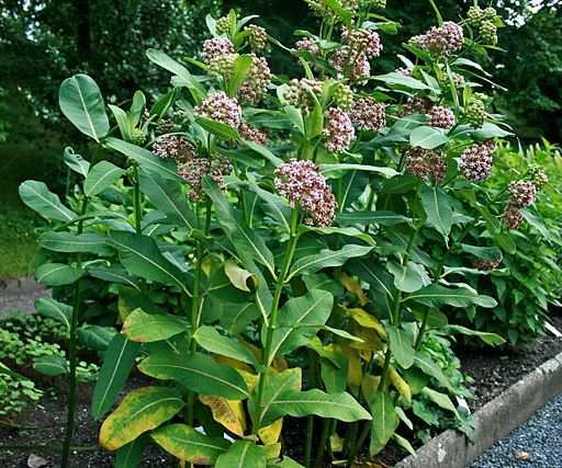 asclepias syriaca