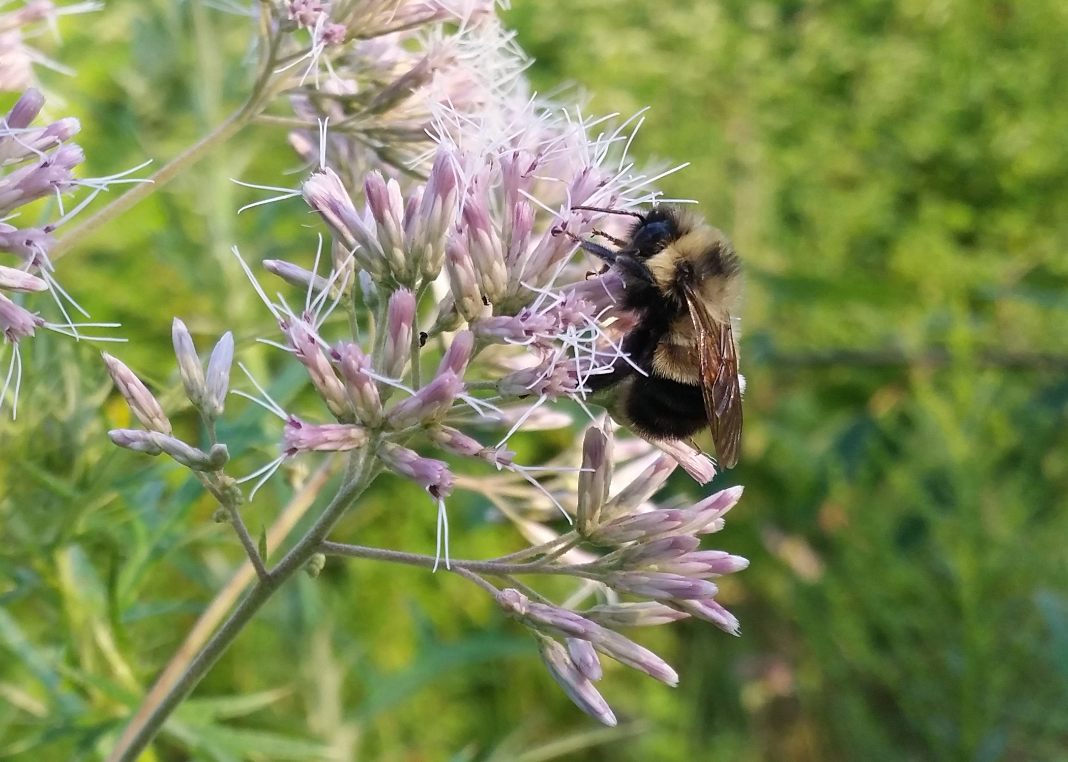 A rusty patch bumble bee drinking nectar and collecting pollen from a purple flower.