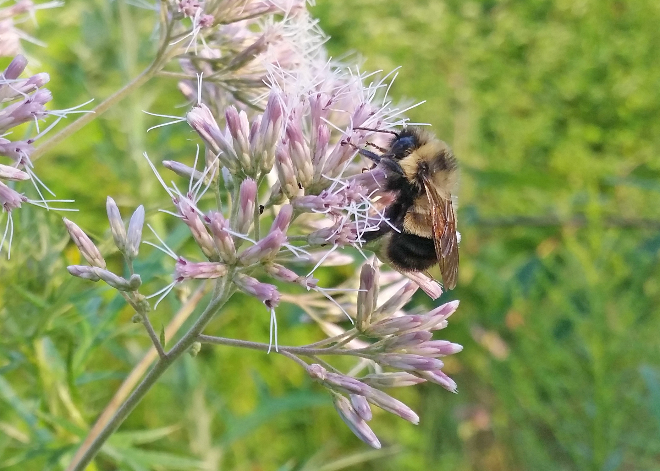 Although partially obscured by the wings, the distinctive rusty-colored patch is just visible on the yellow band on the back of this rusty patched bumble bee