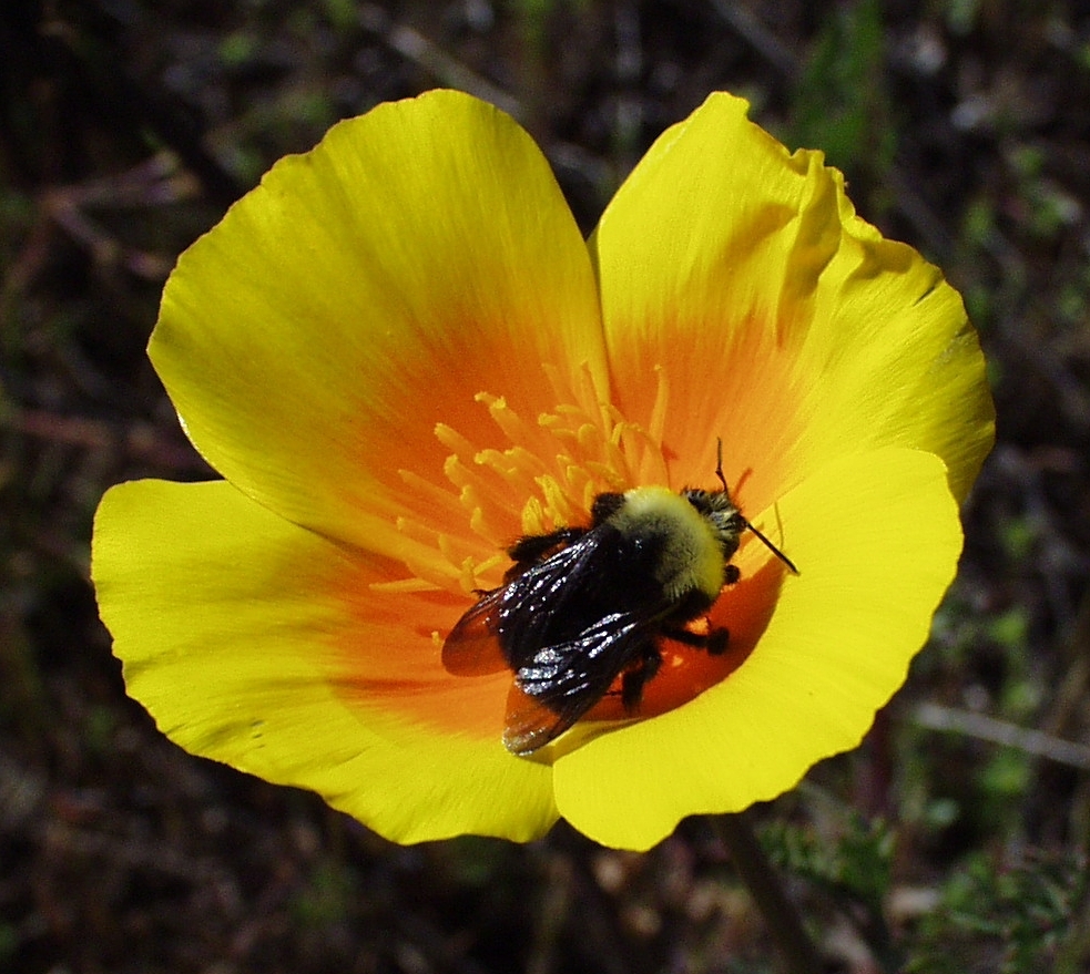 Franklin's bumble bee collecting pollen from a yellow flower.