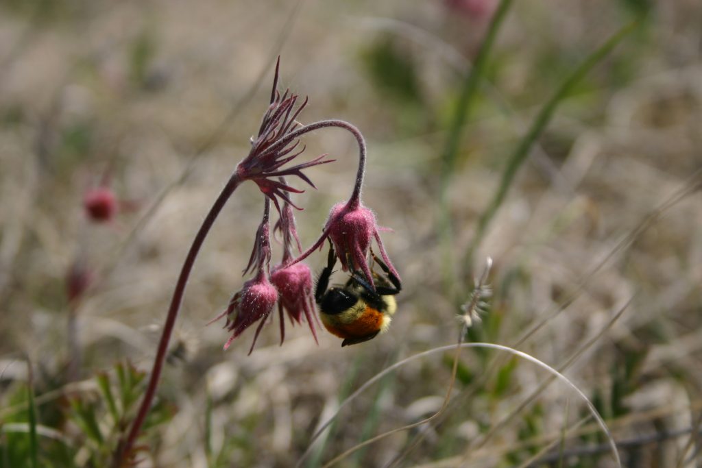 geum triflorum