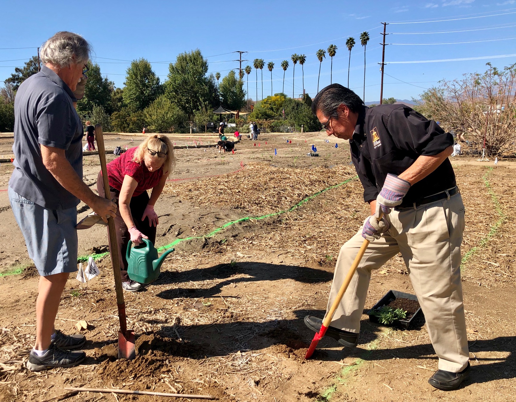 Three people dig holes in dry ground for new plants. In the background of this scene is a row of palm trees and beyond that, blue sky.