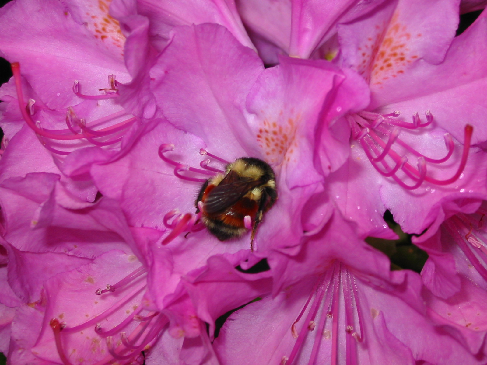 A bumble bee is inside hot pink rhododendron flowers.