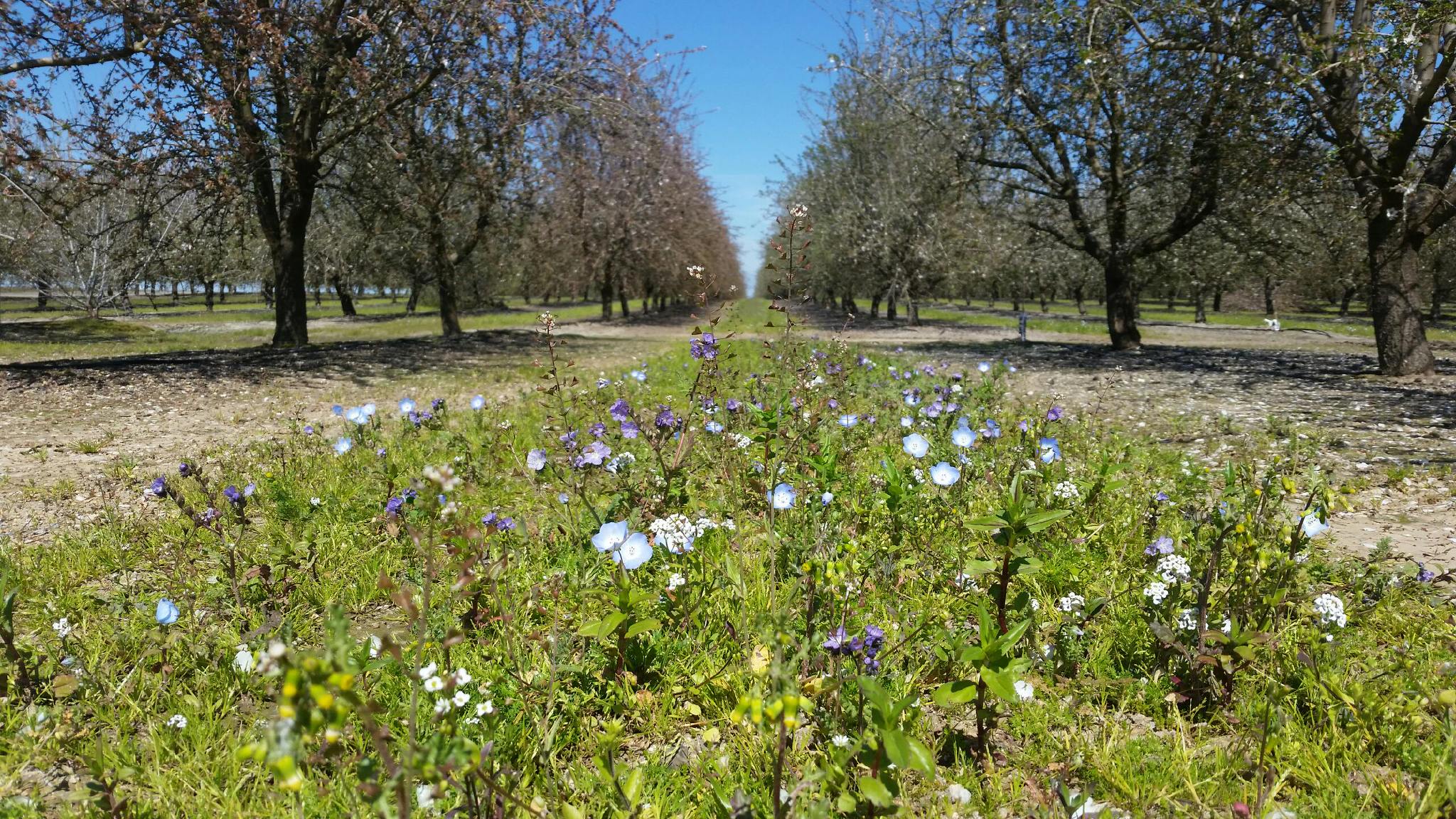 "Blooming pollinator habitat between rows of almond orchards in California"