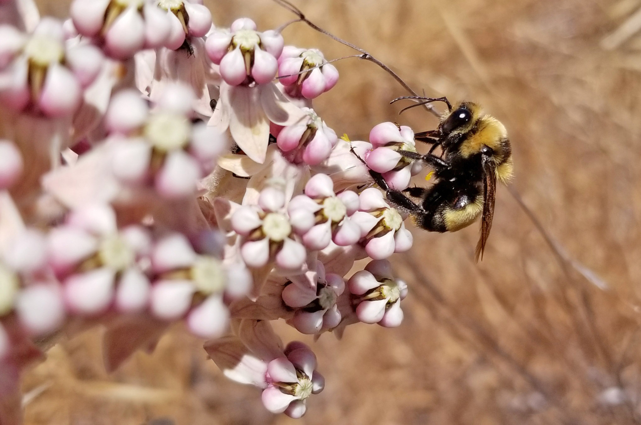 A yellow and black bumble bee drinks nectar from pale pink flowers of milkweed