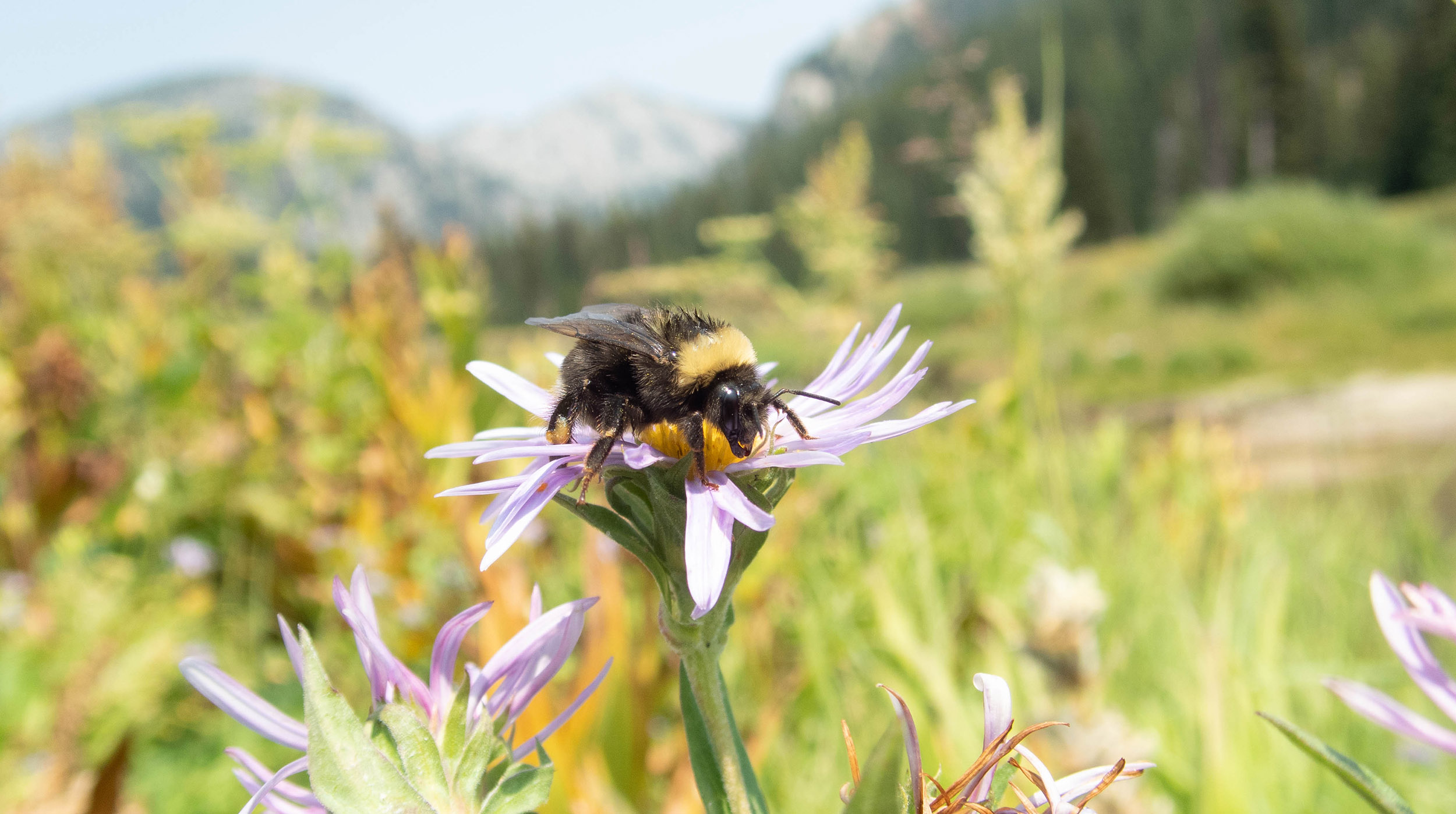 A bumble bee that is black with yellow band across it's shoulders drink nectar from a purple and yellow colored aster flower