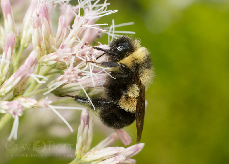 rusty patched bumble bee