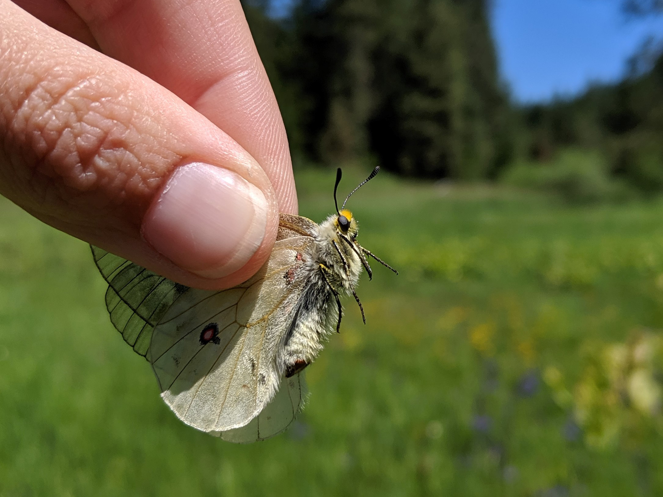 A butterfly with pale, translucent wings with red spots is held by the wings by a couple of fingers in this close-up image.