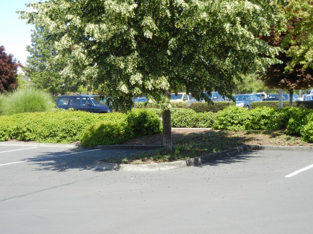 Dead bees in the thousands cover a parking lot, and the neonic-treated linden tree from which they fell is shown.