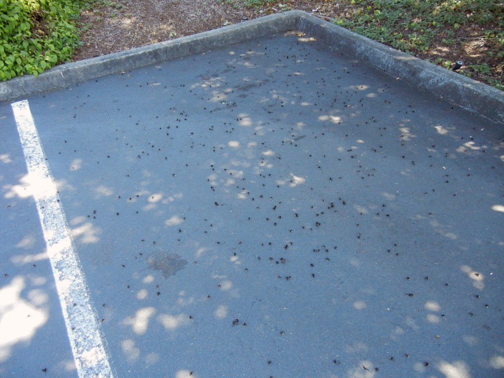 Dead bees in the thousands cover a single parking space.