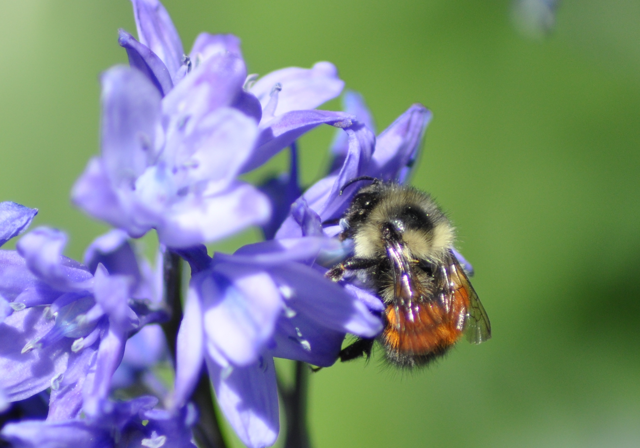 A black-tailed bumble bee has orange, black, and yellow stripes. This one is gathering nectar from a purple flower.