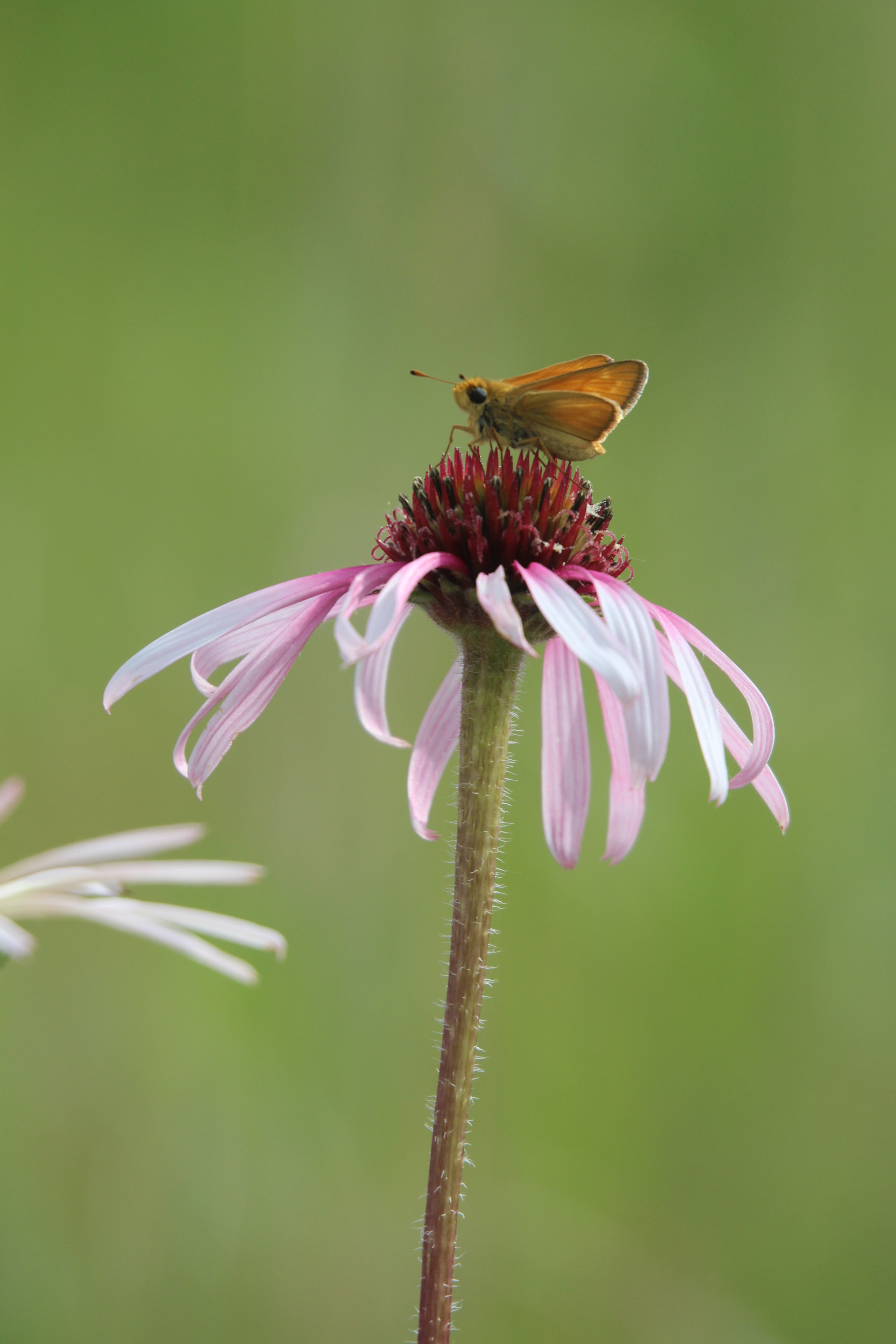 A small golden butterfly rests on the center of an open pink flower.