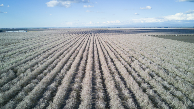 aerial view of almond groves in bloom