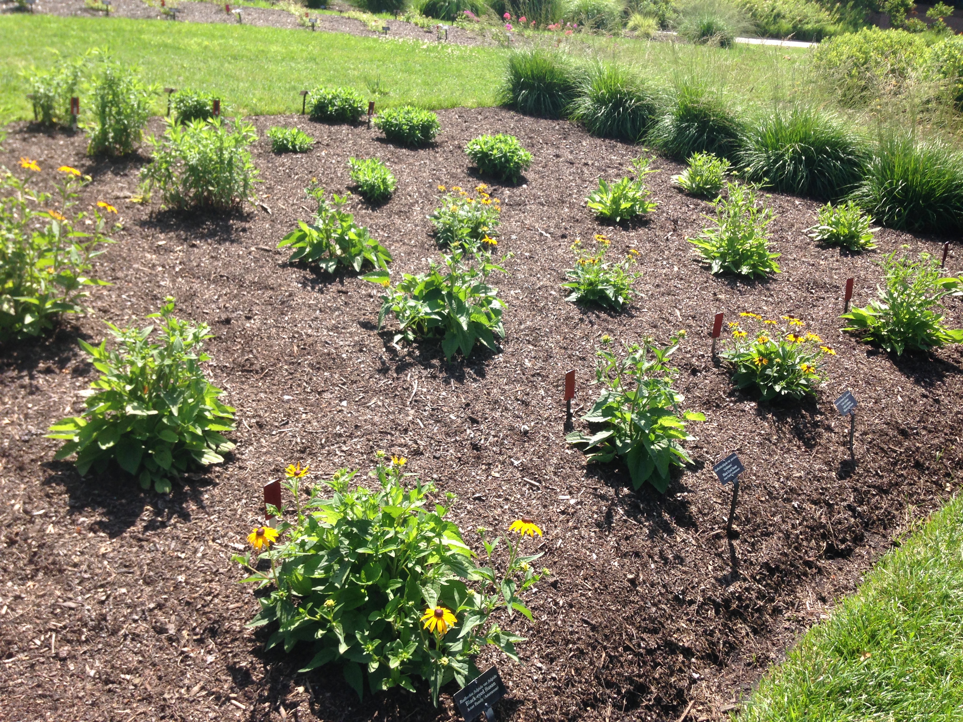 A small garden bed of yellow and orange daisy-like flowers.