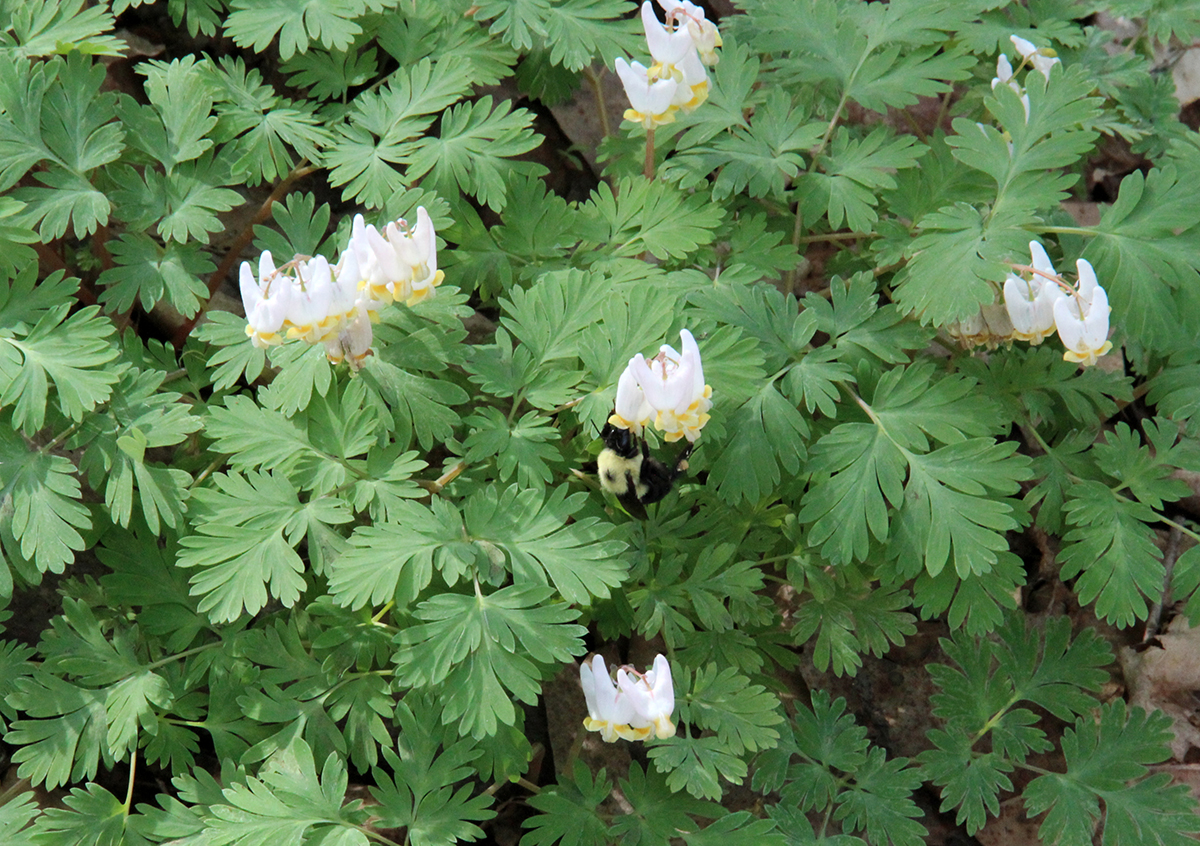 A plump bumble bee hangs upside down on a flower amidst lush growth.