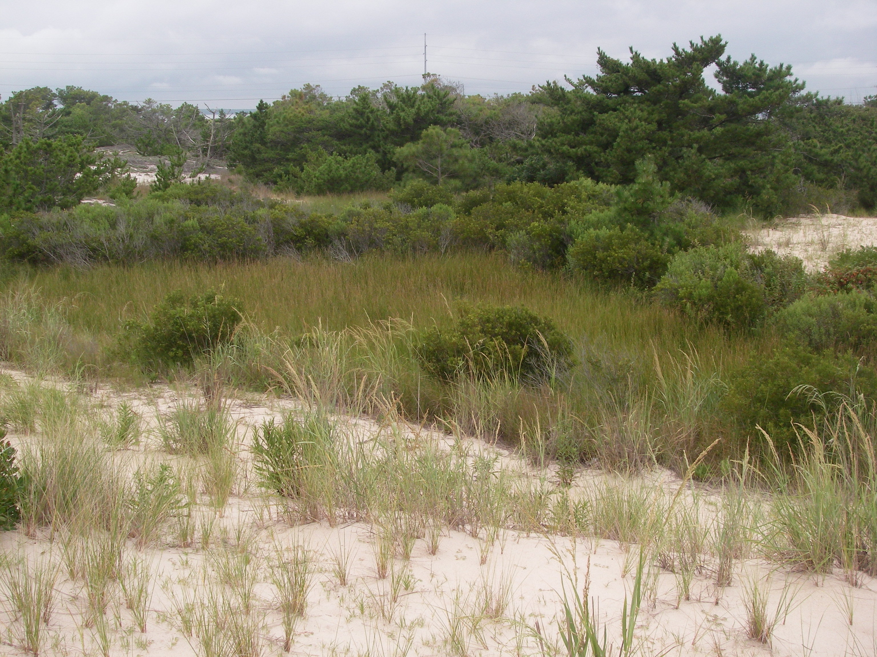 Sand, shrubs, and beach grass pepper this landscape of gentle inclines and dips.