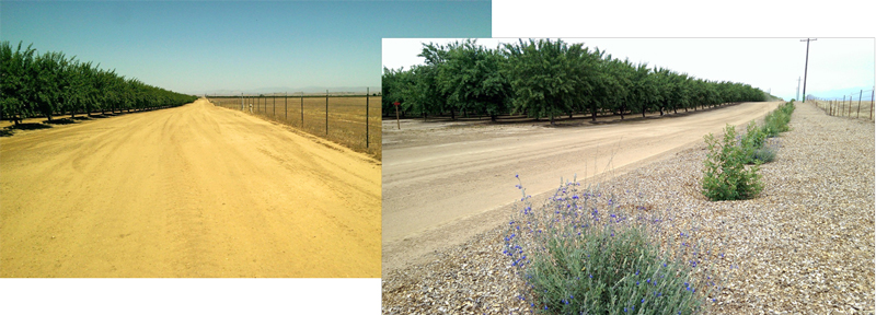 pollinator hedgerow before and after