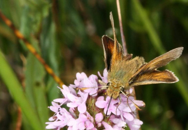 mardon skipper