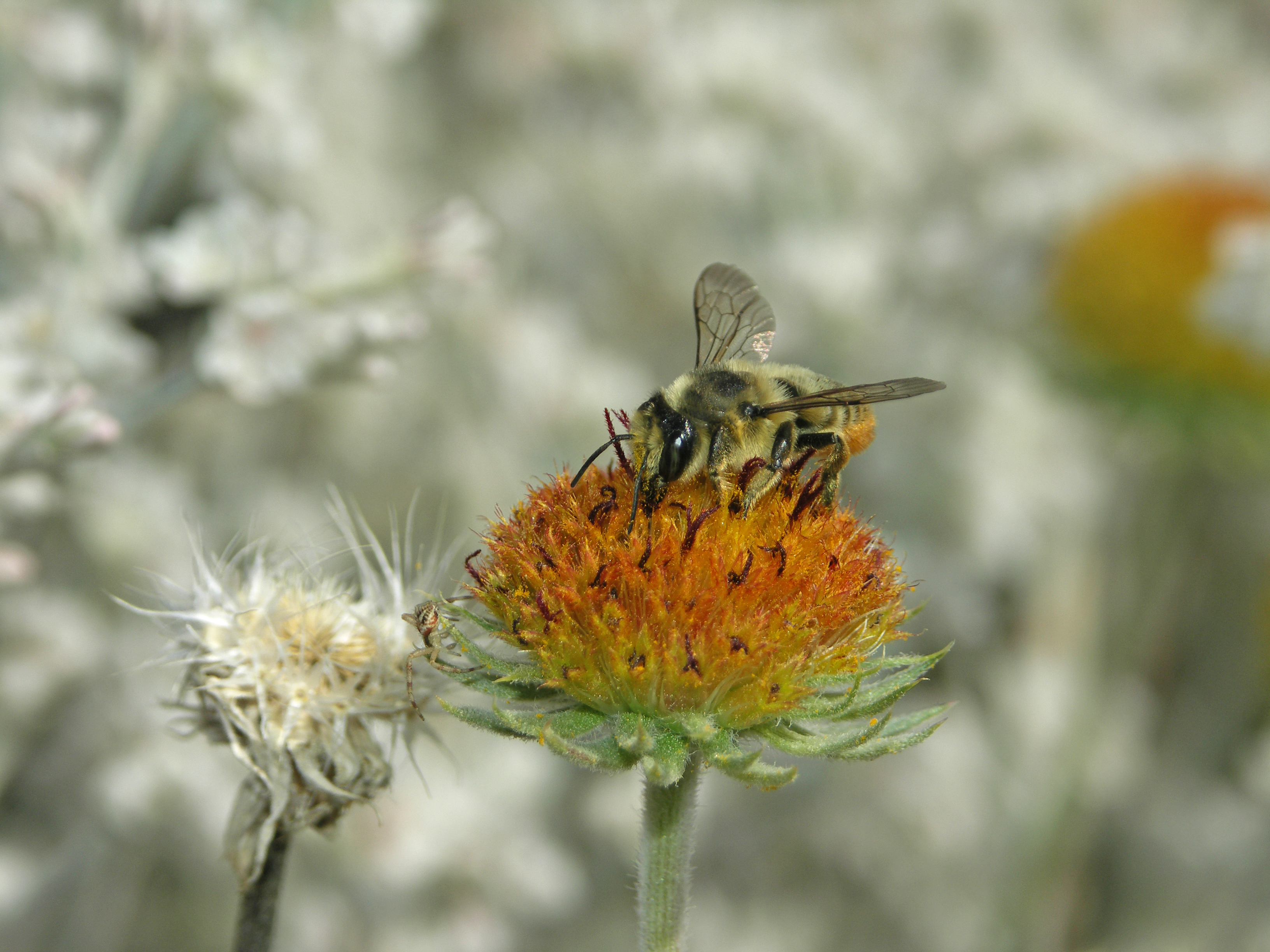 A leafcutter bee drinks nectar from rayless blanketflower.