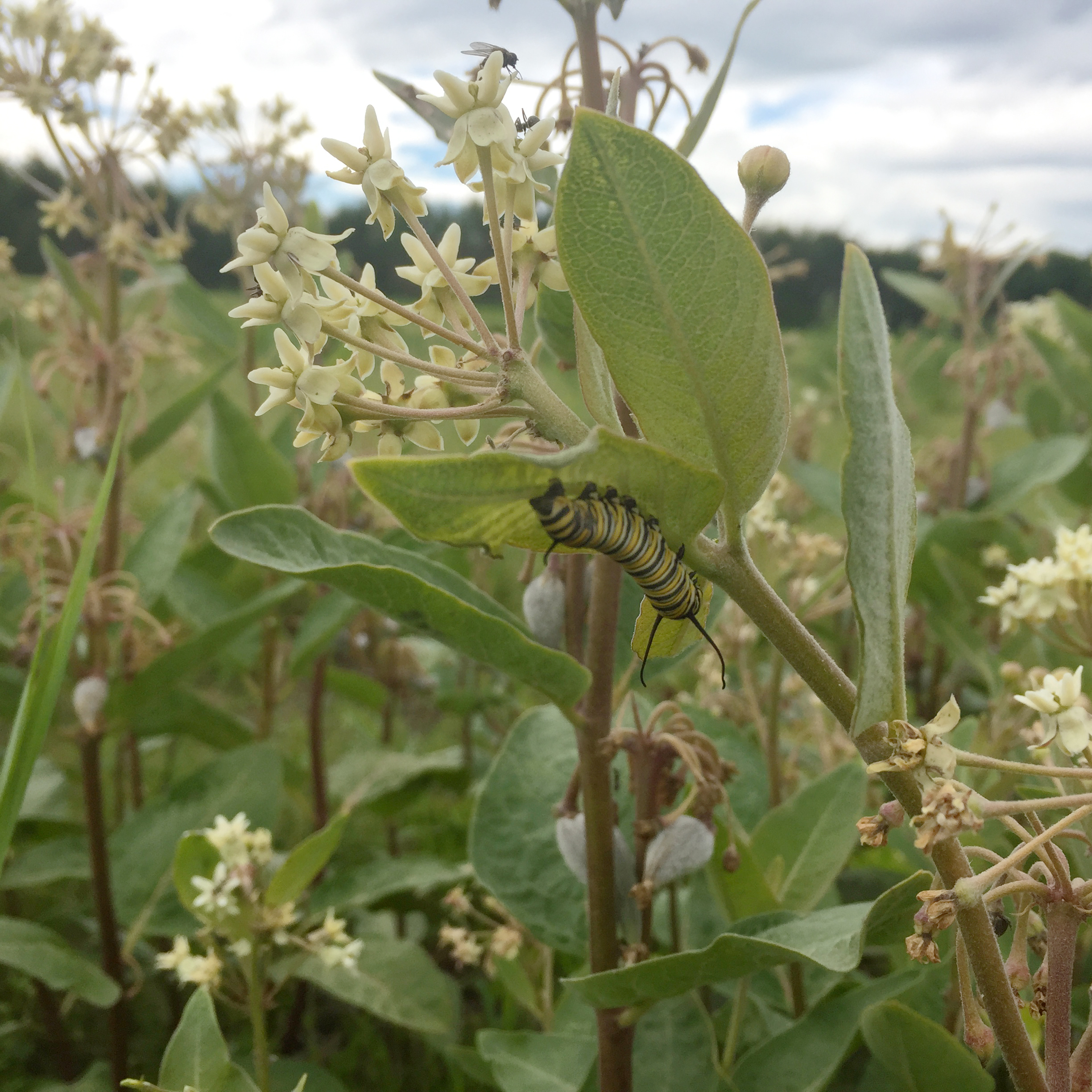 A yellow, white, and black-striped monarch caterpillar crawls along the underside of a silvery-green leaf.