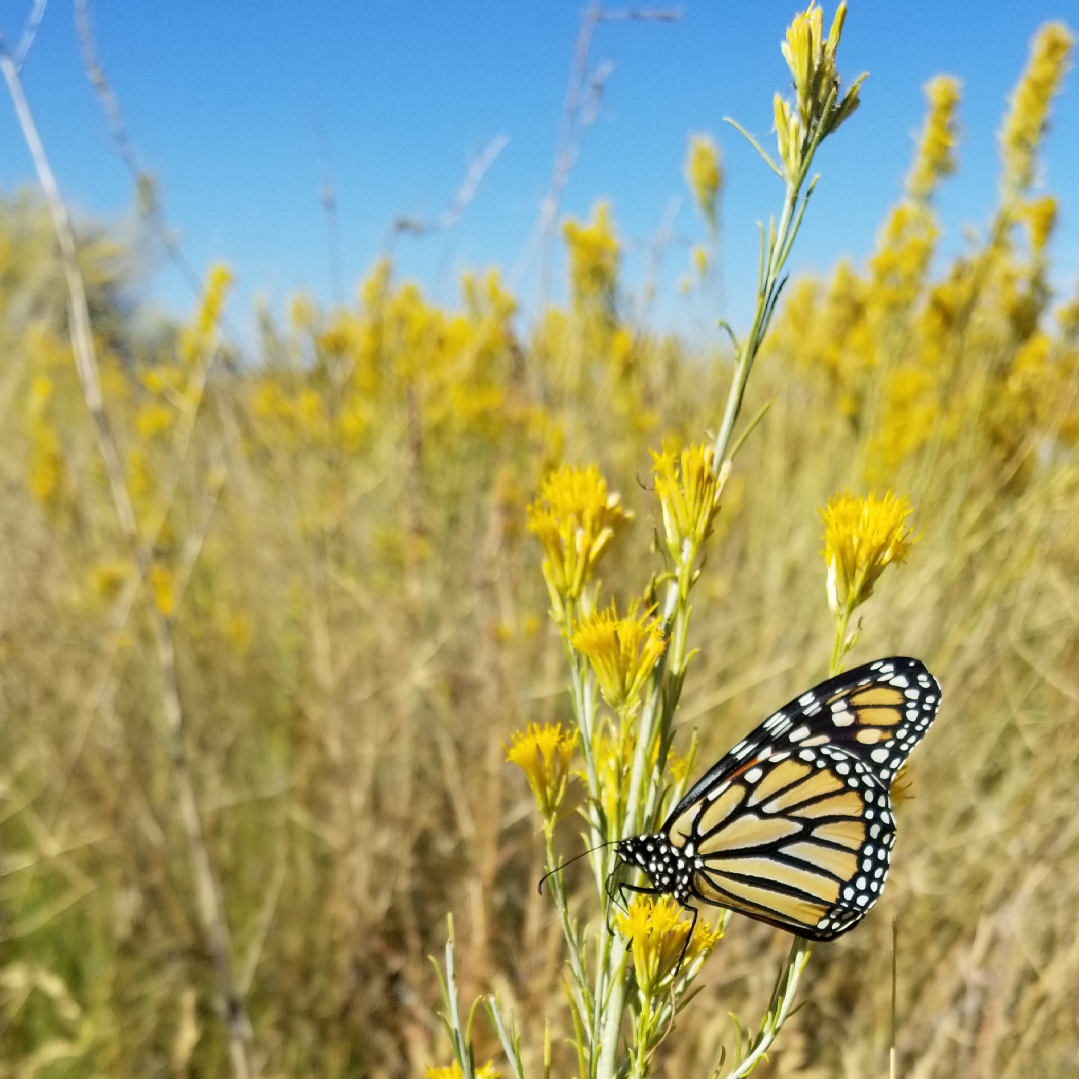 An orange and black monarch clings to a stalk with brushy, yellow flowers in a field of thick, tall, dry grass.