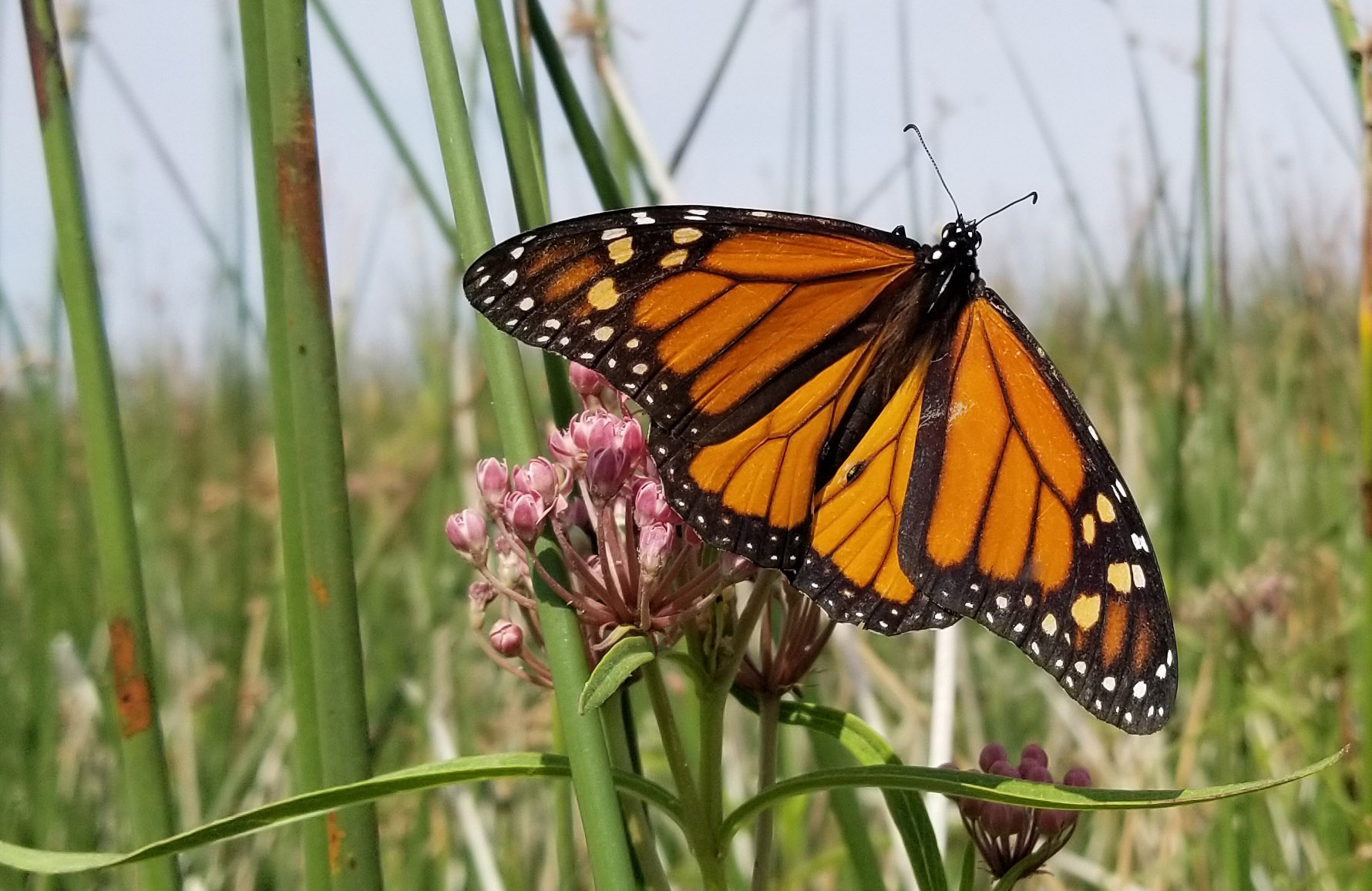 With wings spread, a monarch butterfly basks on a milkweed plant among the stems of a tulle marsh.