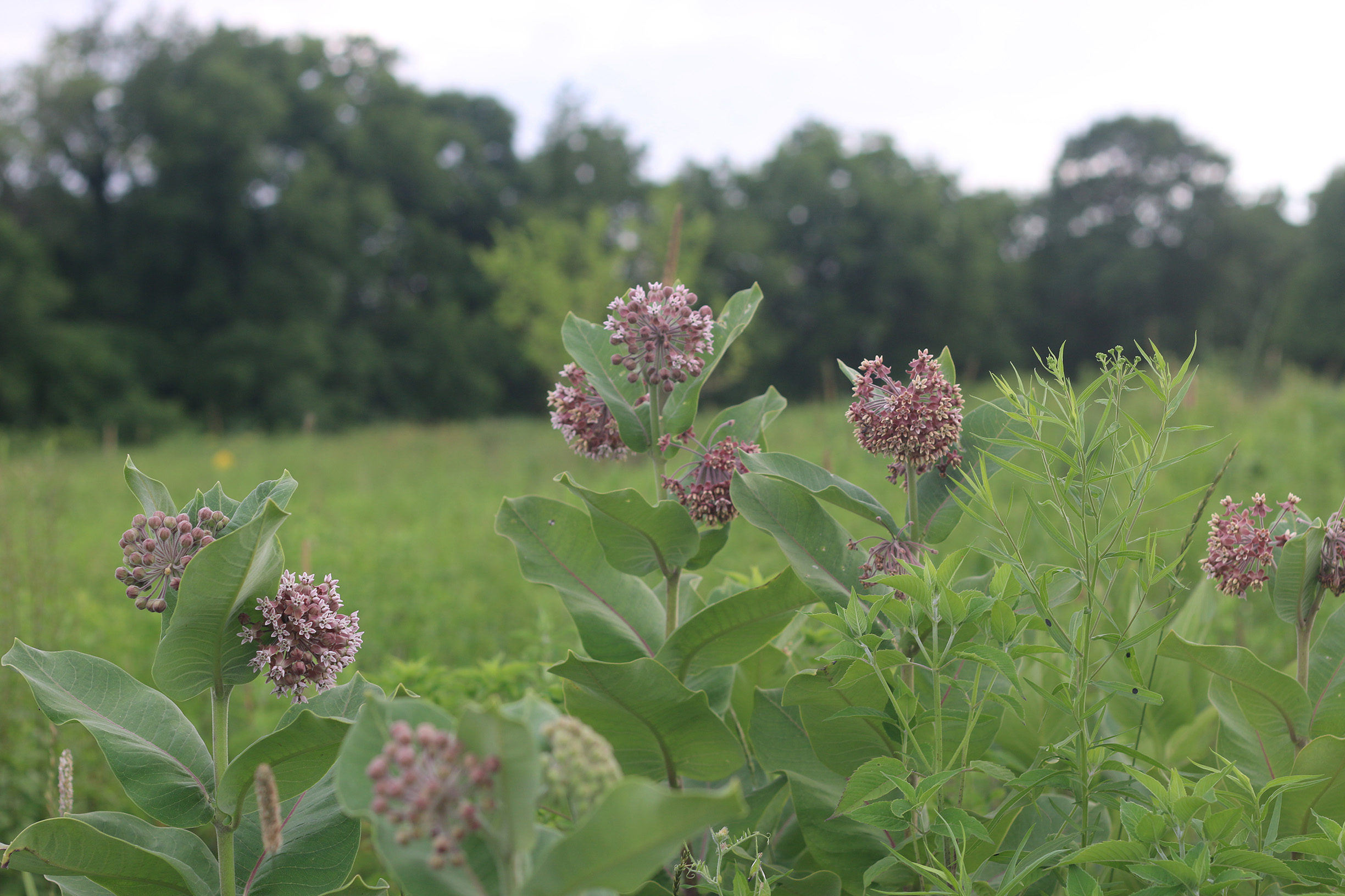 Pale pink and purple ball-shaped flower heads of common milkweed stand out against the green foliage of this habitat strip beside a farm field