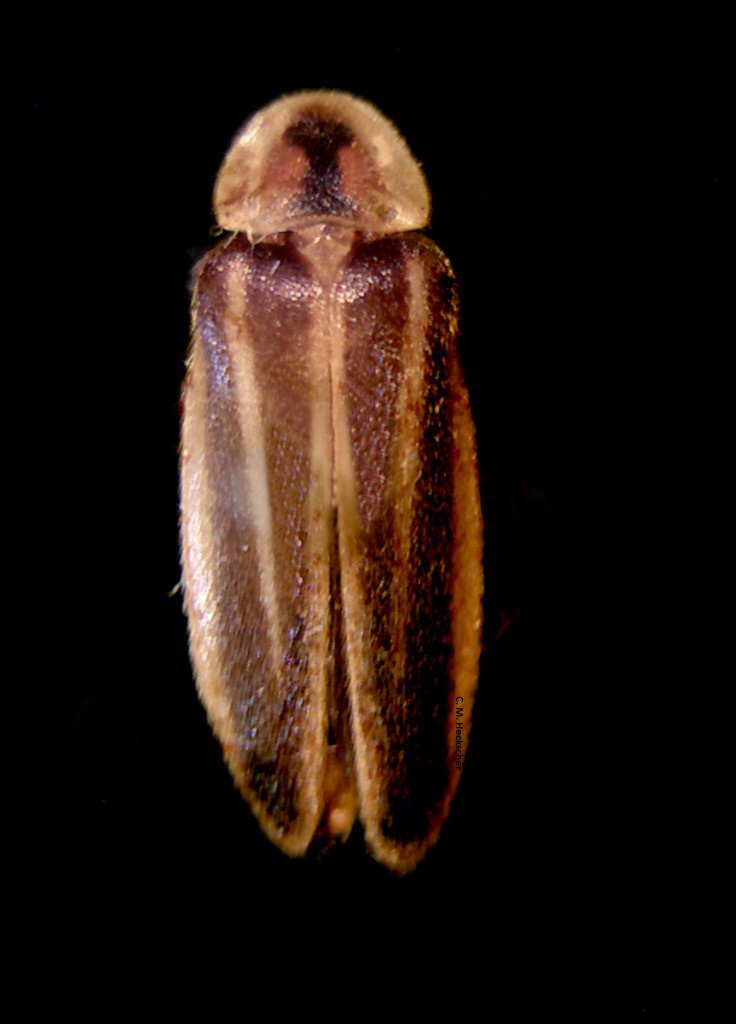 A dry, brown specimen of a firefly looks like it would be brittle and fragile to the touch.