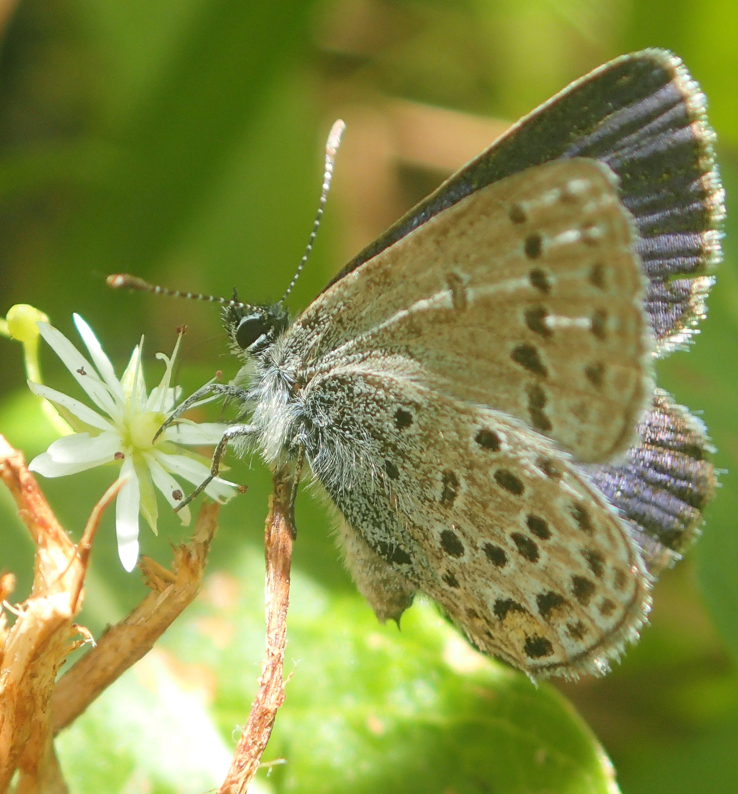 A close-up of a cranberry blue butterfly on a branch.