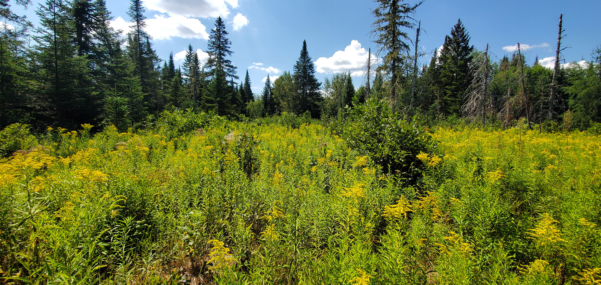A landscape with a mass of yellow-flowered goldenrod in the foreground with dark green conifer forest behind