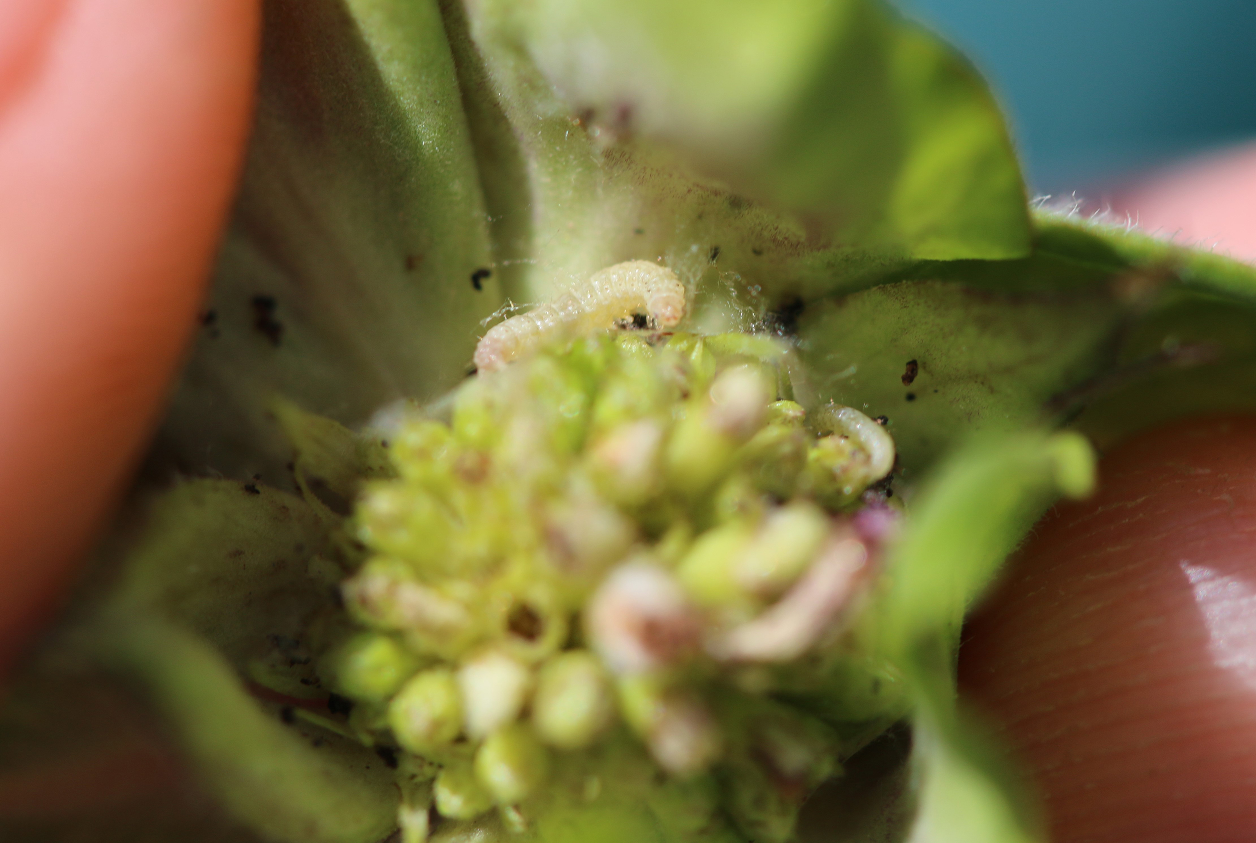 The pale pinkish-greenish color of this caterpillar allows it to hide in the pink flower heads of bee balm.