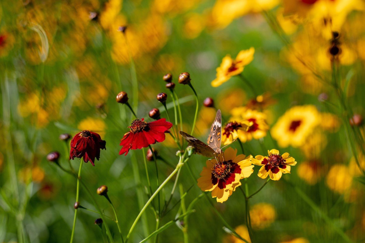 A gray butterfly with dark circles outlined in yellow on its wing alights on a yellow, daisy-like flower. This garden has many red and yellow flowers.