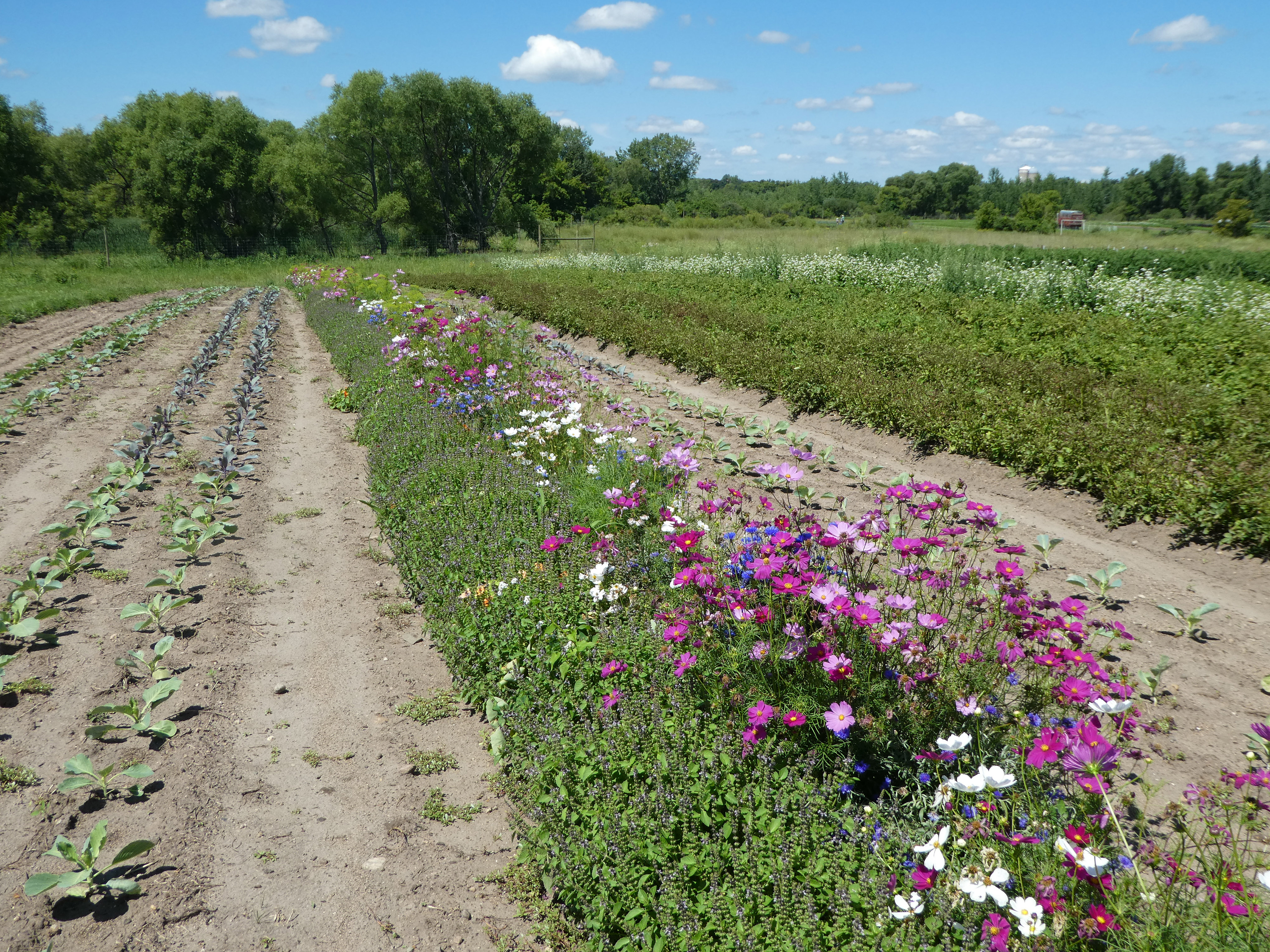 Pink flowers bloom in an insectary strip across a farm field