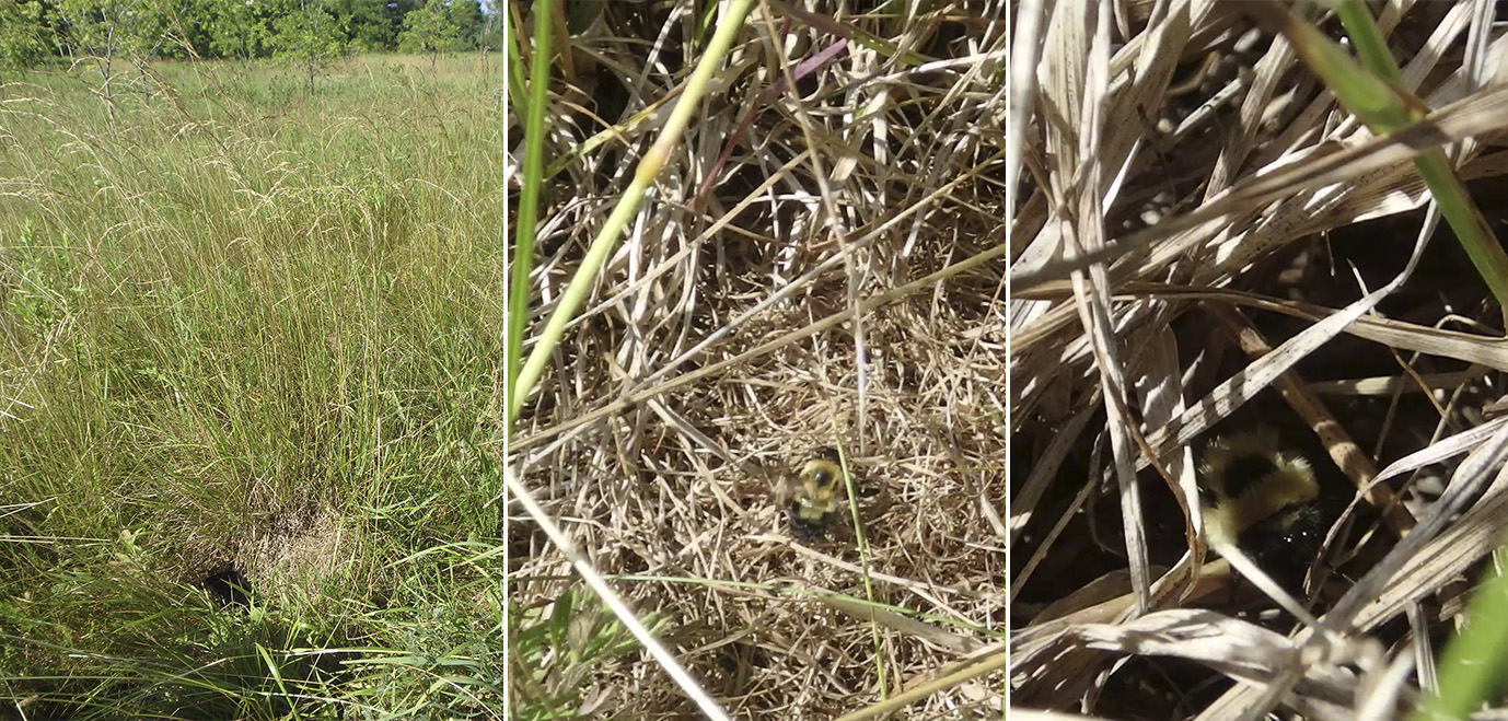 Three examples of bumble bee nests.