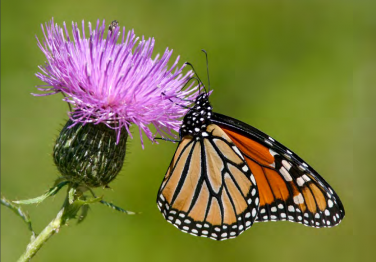 Native thistles are a valuable resource for monarchs, which is why we have included regionally native species in our monarch nectar plant guides. Photo by Judd Patterson.