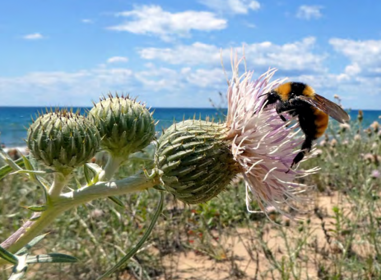 Pitcher’s thistle (C. pitcheri) is a federally threatened found along sand dune beaches of the upper Great Lakes. Photo by the Xerces Society / Sarah Foltz Jordan