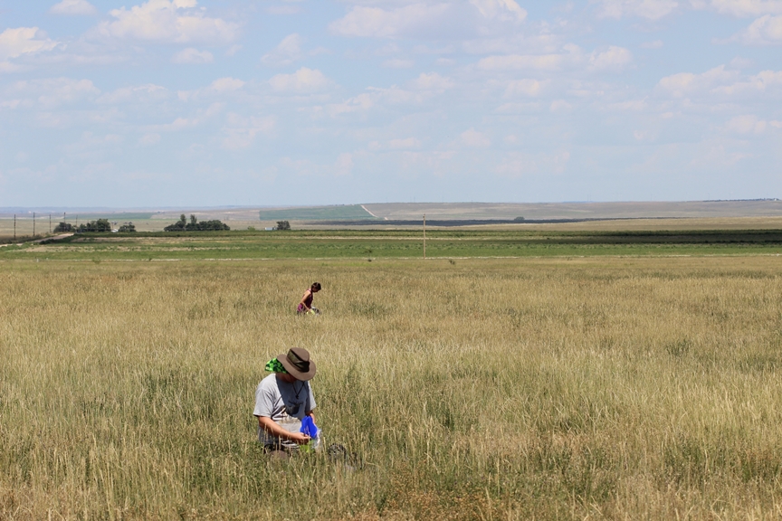 USGS technicians check bee traps from a harvested wheat field in Colorado