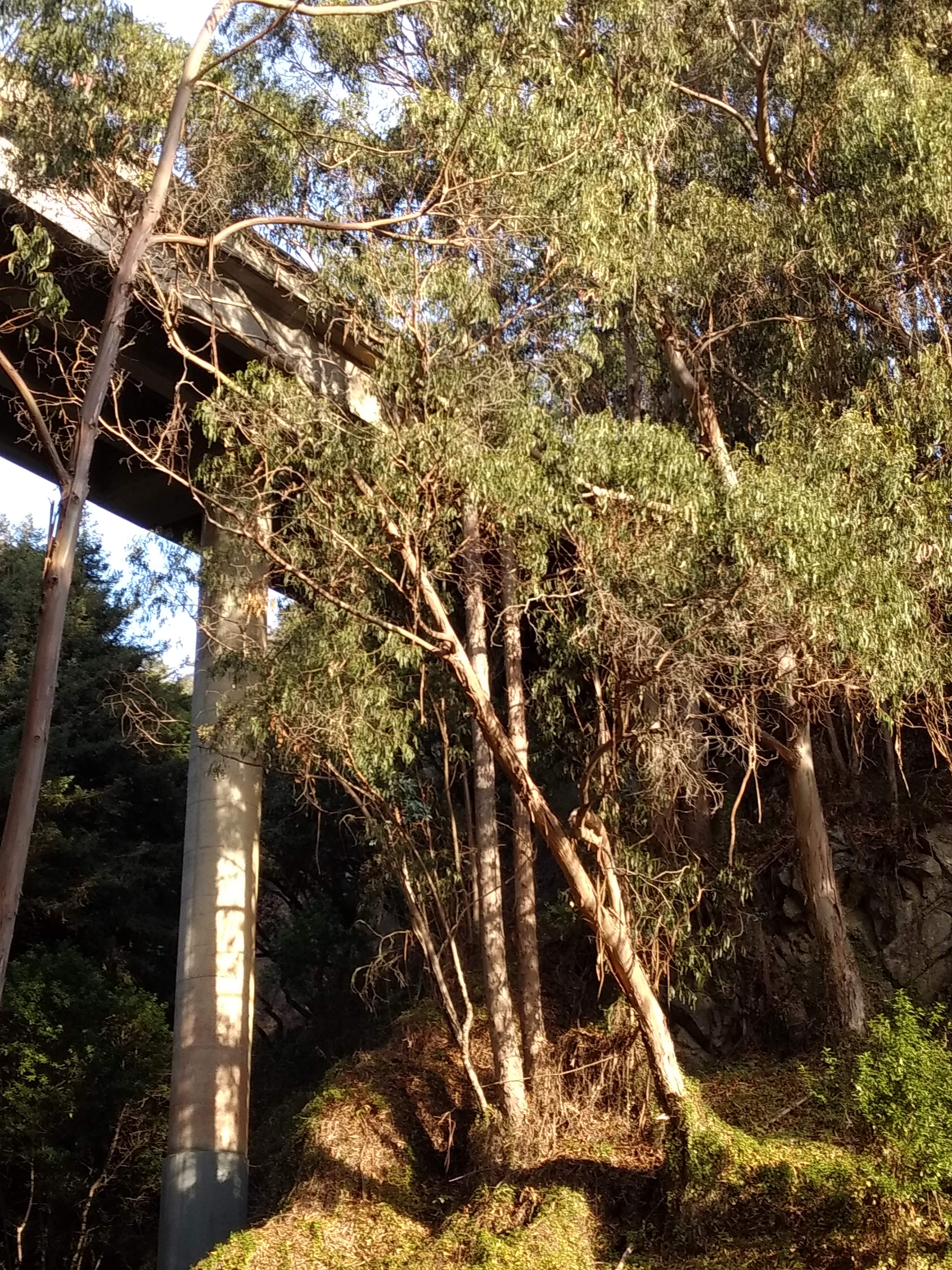 Tall trees with light-colored bark are lit in an orange glow. There are no monarchs to be seen.
