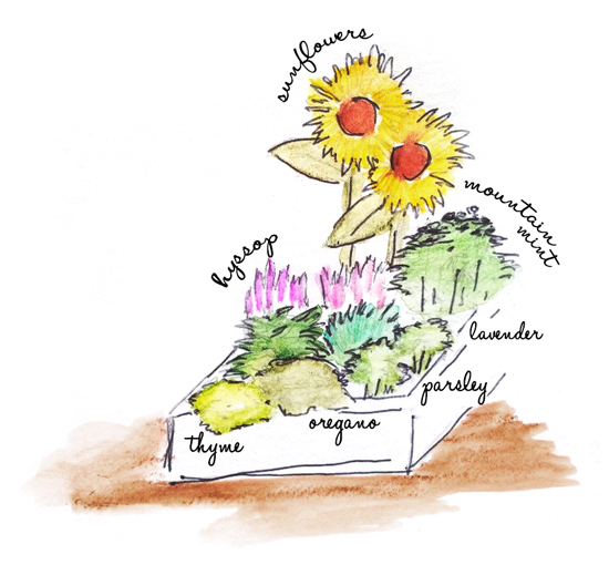 herbs and vegetables for pollinators