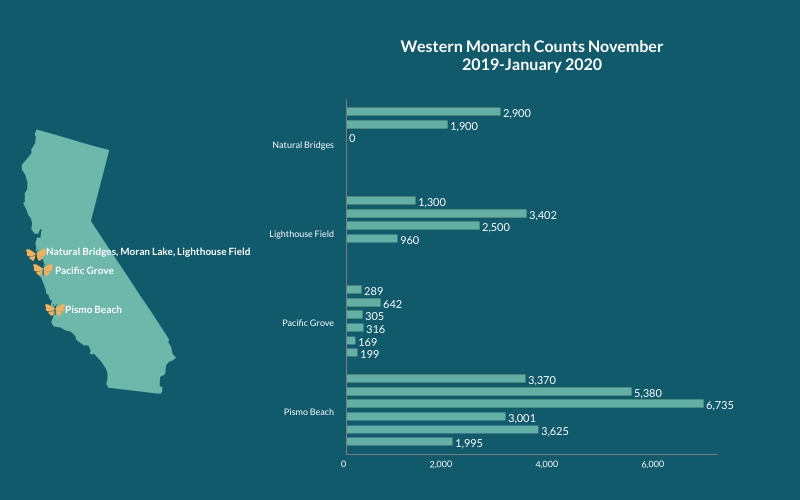 This graphic shows a small map of California on the left, with three butterflies marking sites along the central coast (Natural Bridges, Moran Lake, and Lighthouse Field are a cluster in the north; Pacific Grove is slightly south; and Pismo Beach is much farther south). On the right, there are bars showing fluctuations in the overwintering population at each site from November 2019-January 2020. Though some sites did see increases at times, the overall trend was downward as the winter progressed.