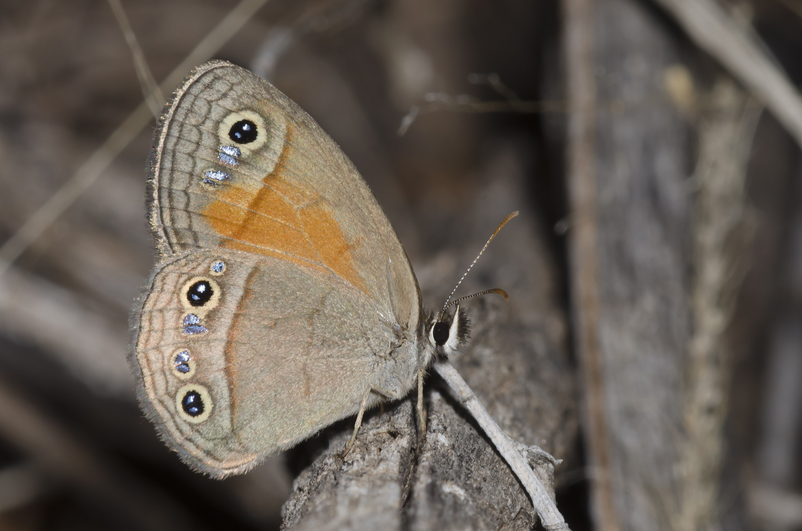 A brown and orange butterfly sits with its wings closed above it's body. The wings have a row of dark eyespots