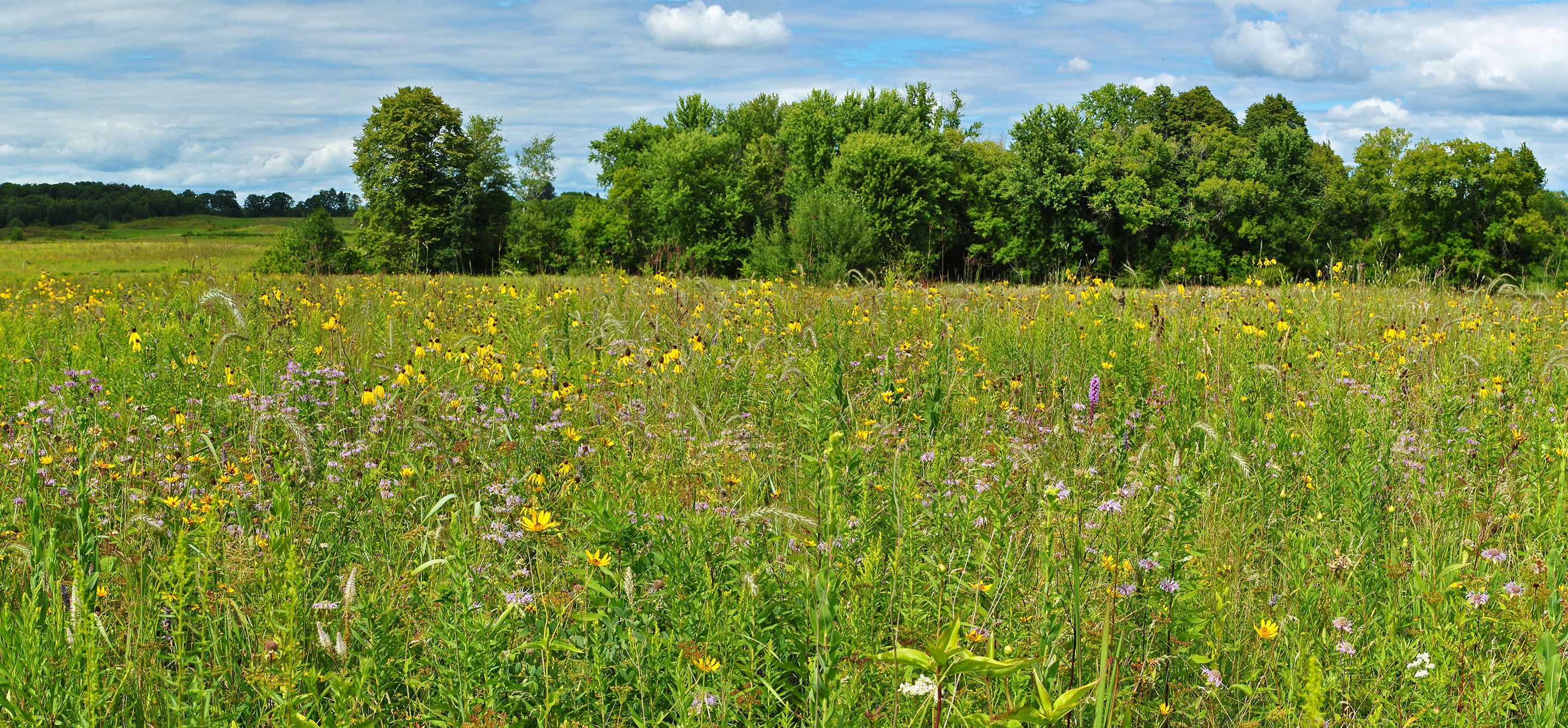A Midwestern prairie full of yellow and purple flowers