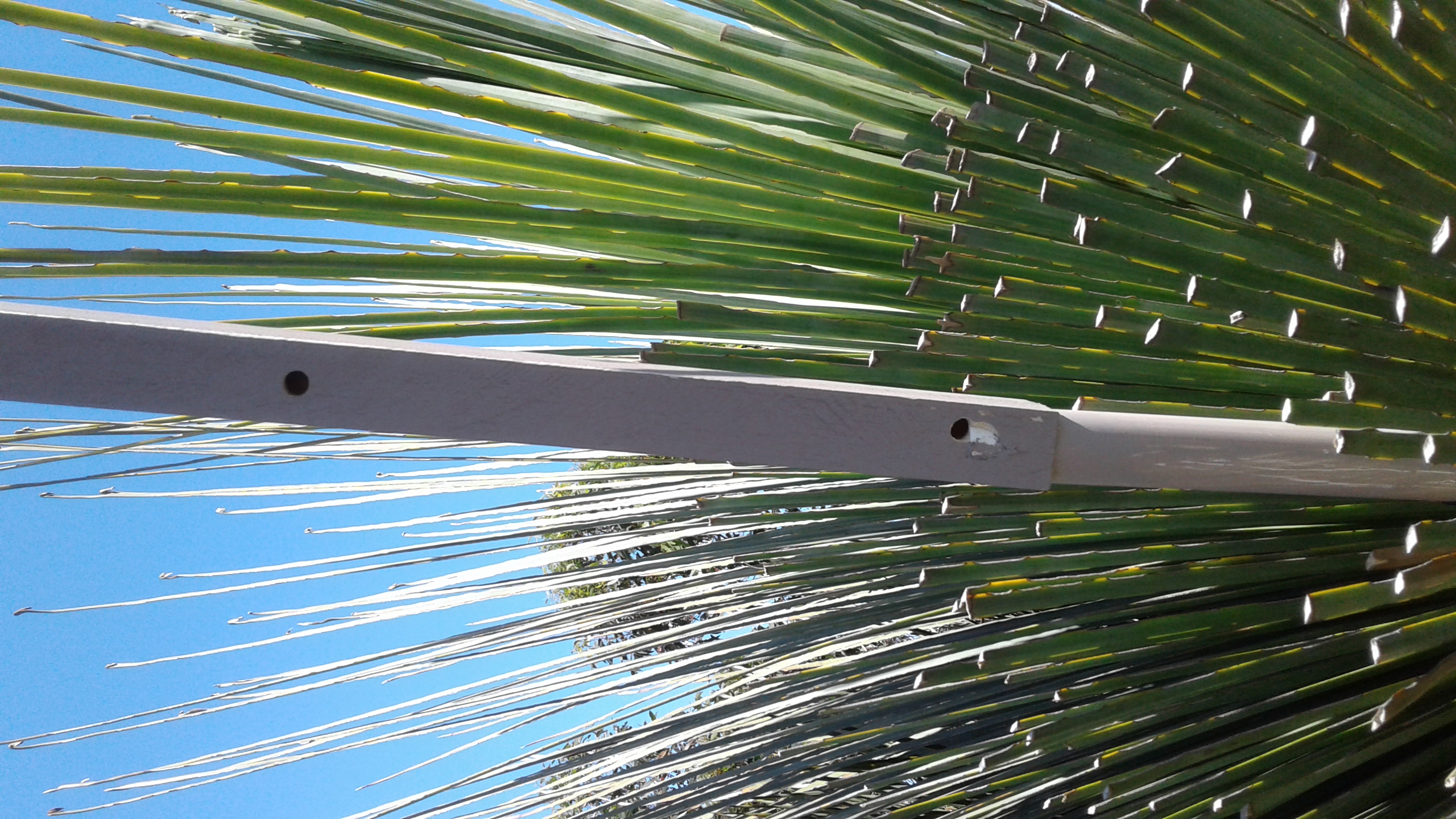 Grass trees have long grasslike leaves. In the center of this clump of leaves is a length of square-section lumber in which holes have been drilled to provide an artificial nest site for carpenter bees.