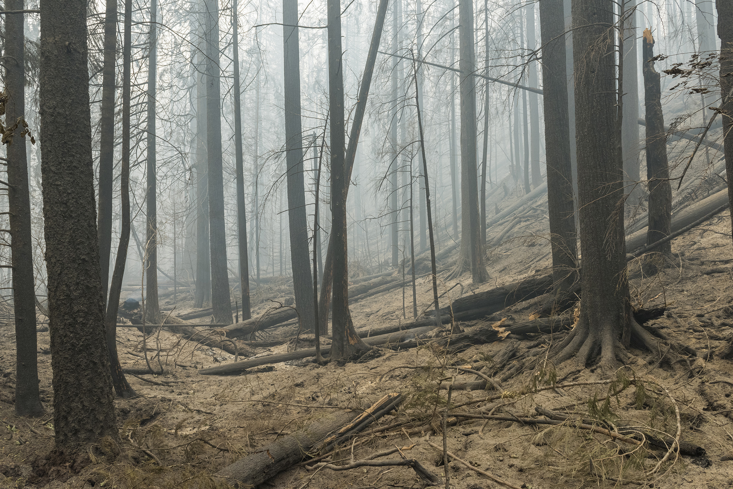 Smoke hangs over the charred trees and barren soil of a badly burned forest.