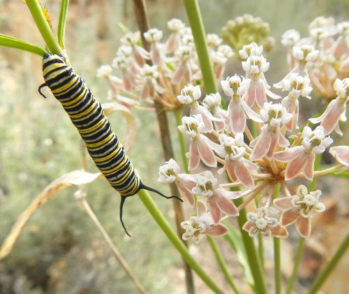 asclepias fascicularis