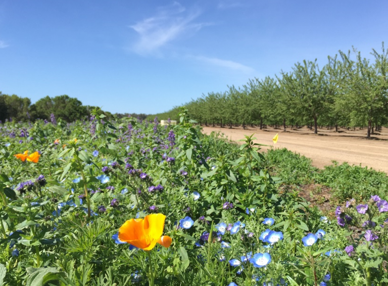 Native flower habitat planted near almond trees at an orchard