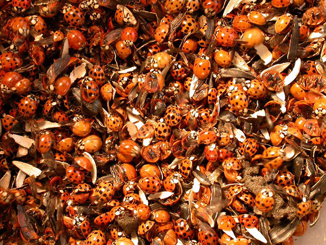 asian ladybeetles