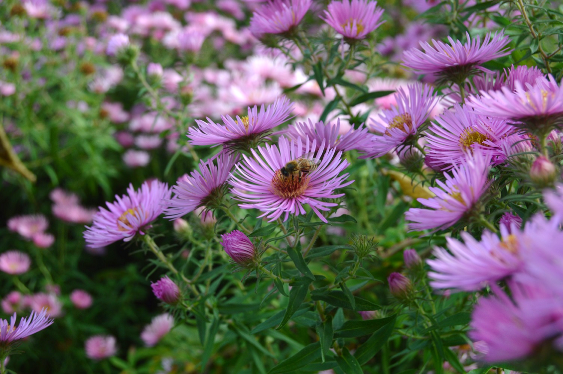 A bee visits a cluster of purple asters.