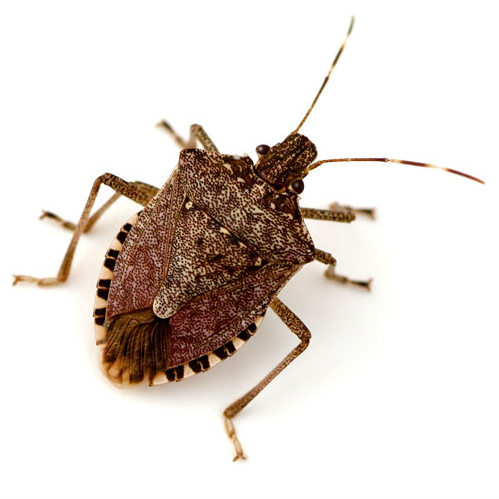brown marmorated stink bug